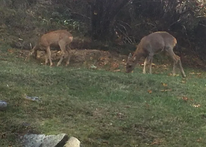 Apartment Balma 3 Rooms Near Gondelbahn